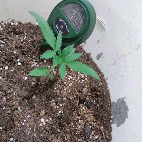 Critical Kush Auto Pachama seeds growlog timeline photo