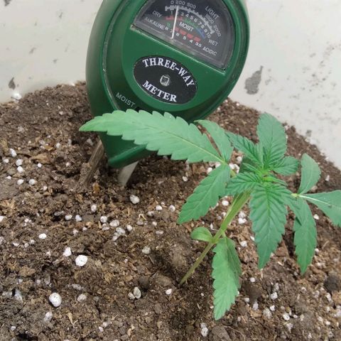 Critical Kush Auto Pachama seeds growlog timeline photo