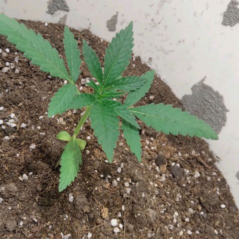 Critical Kush Auto Pachama seeds growlog timeline photo