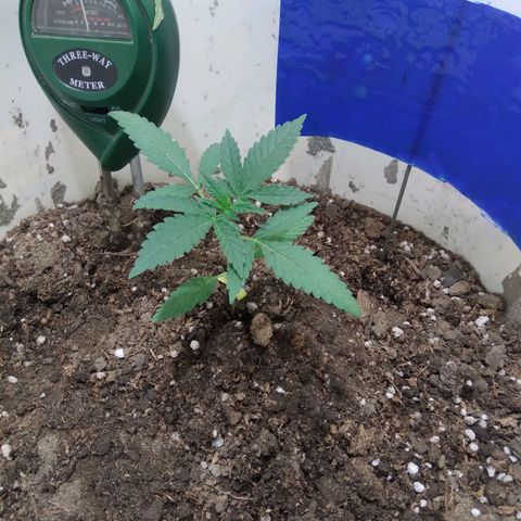 Critical Kush Auto Pachama seeds growlog timeline photo