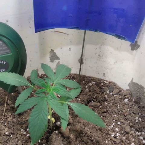 Critical Kush Auto Pachama seeds growlog timeline photo
