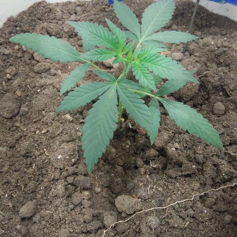 Critical Kush Auto Pachama seeds growlog timeline photo