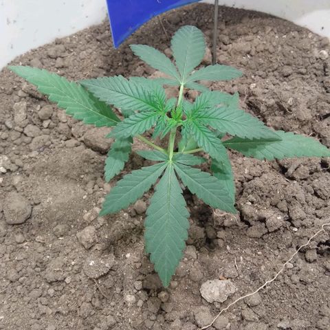 Critical Kush Auto Pachama seeds growlog timeline photo