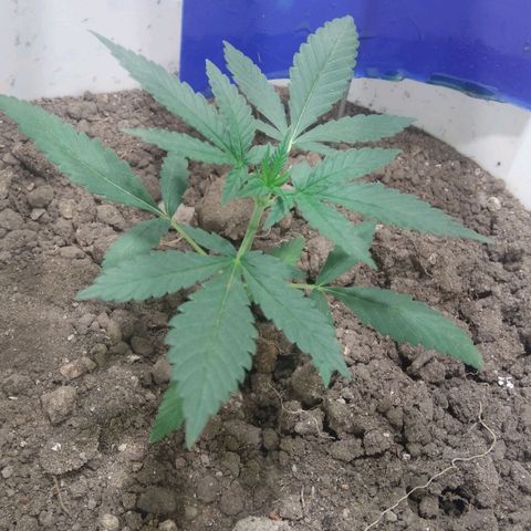Critical Kush Auto Pachama seeds growlog timeline photo