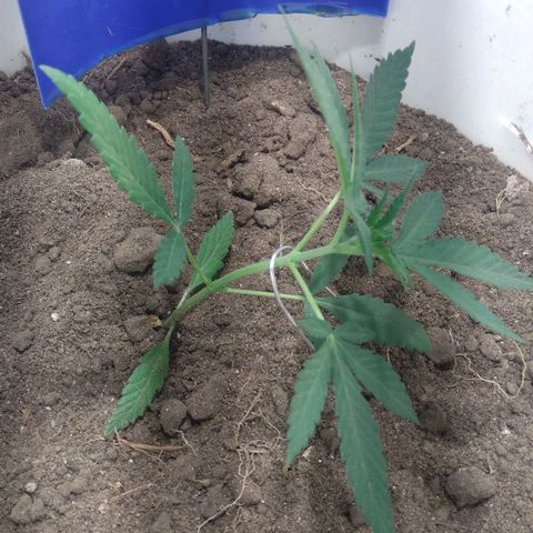 Critical Kush Auto Pachama seeds growlog photo: Empieza LST