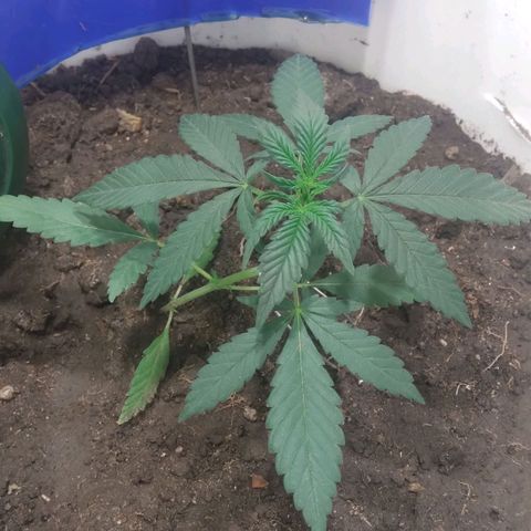 Critical Kush Auto Pachama seeds growlog timeline photo