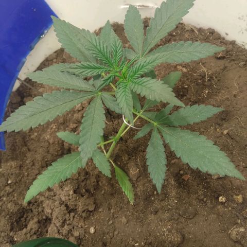 Critical Kush Auto Pachama seeds growlog timeline photo