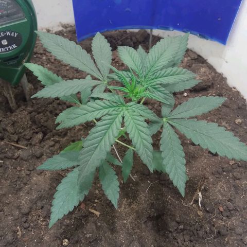 Critical Kush Auto Pachama seeds growlog timeline photo