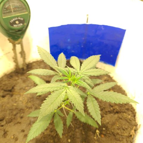 Critical Kush Auto Pachama seeds growlog timeline photo