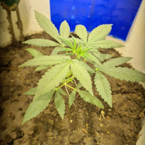 Critical Kush Auto Pachama seeds growlog timeline photo