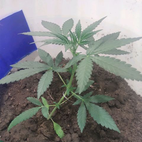 Critical Kush Auto Pachama seeds growlog timeline photo