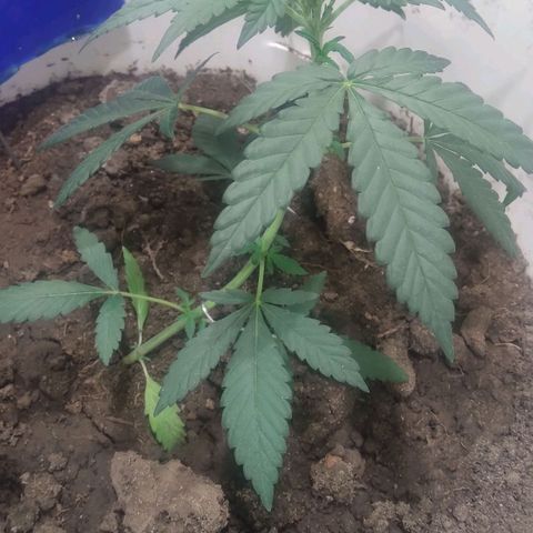Critical Kush Auto Pachama seeds growlog timeline photo