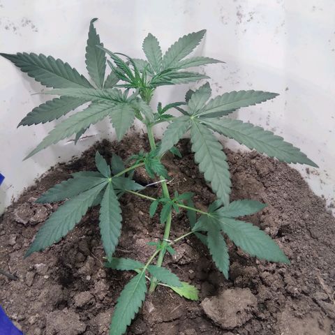 Critical Kush Auto Pachama seeds growlog timeline photo