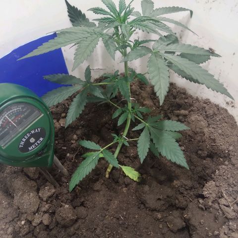Critical Kush Auto Pachama seeds growlog timeline photo