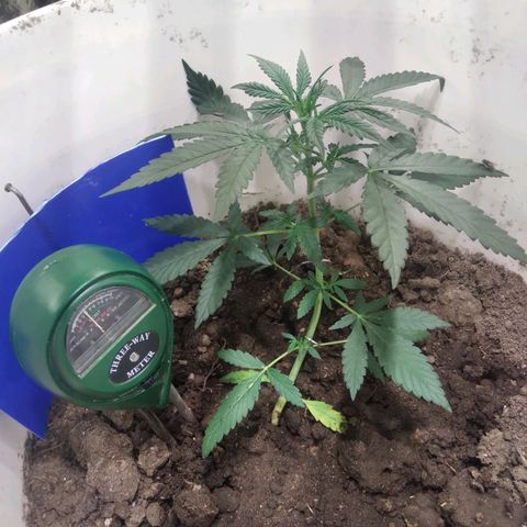 Critical Kush Auto Pachama seeds growlog timeline photo