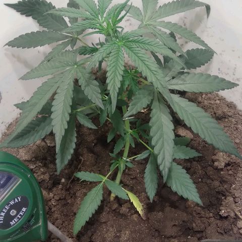 Critical Kush Auto Pachama seeds growlog timeline photo