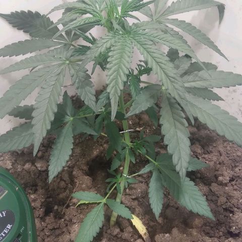 Critical Kush Auto Pachama seeds growlog timeline photo