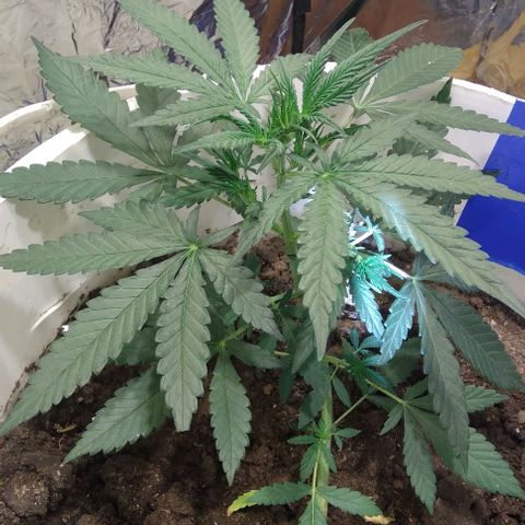 Critical Kush Auto Pachama seeds growlog timeline photo