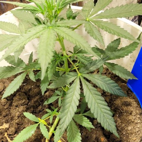 Critical Kush Auto Pachama seeds growlog timeline photo