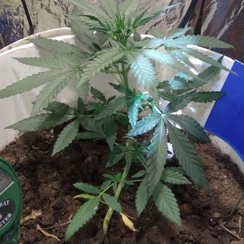 Critical Kush Auto Pachama seeds growlog timeline photo