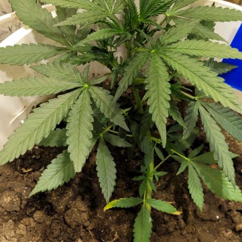 Critical Kush Auto Pachama seeds growlog timeline photo