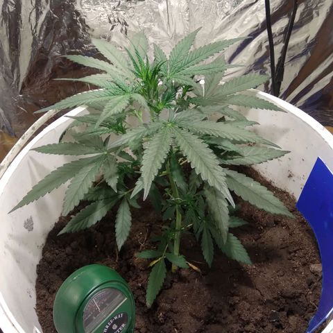 Critical Kush Auto Pachama seeds growlog timeline photo