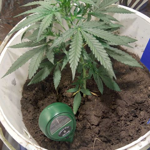 Critical Kush Auto Pachama seeds growlog timeline photo