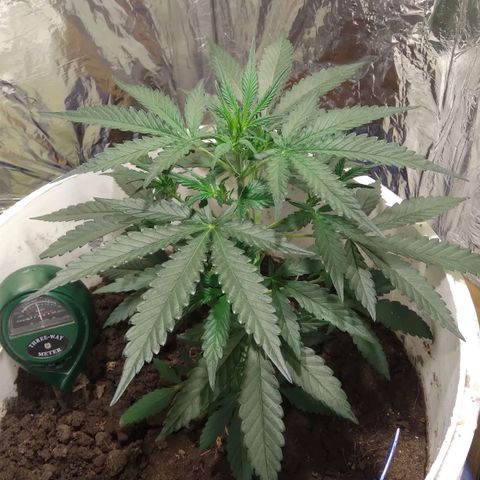 Critical Kush Auto Pachama seeds growlog timeline photo