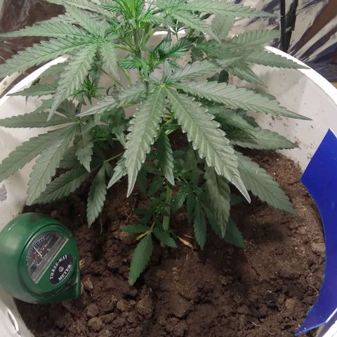 Critical Kush Auto Pachama seeds growlog timeline photo