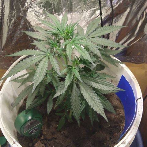Critical Kush Auto Pachama seeds growlog timeline photo
