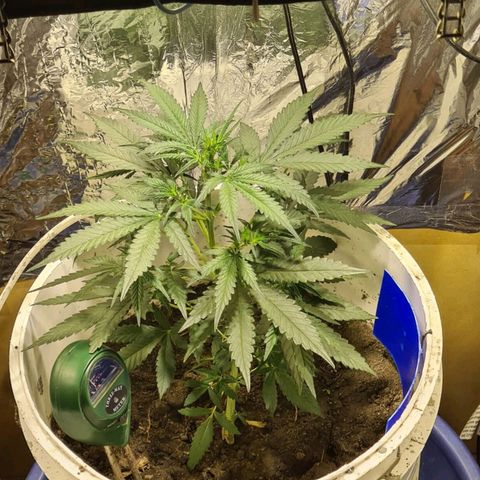 Critical Kush Auto Pachama seeds growlog timeline photo