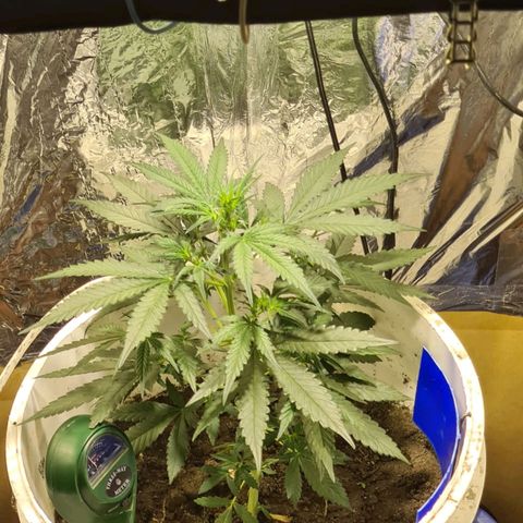 Critical Kush Auto Pachama seeds growlog timeline photo