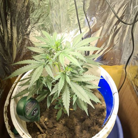 Critical Kush Auto Pachama seeds growlog timeline photo