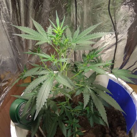 Critical Kush Auto Pachama seeds growlog timeline photo
