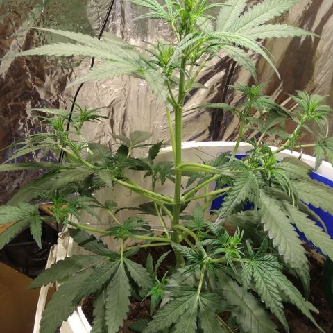 Critical Kush Auto Pachama seeds growlog timeline photo