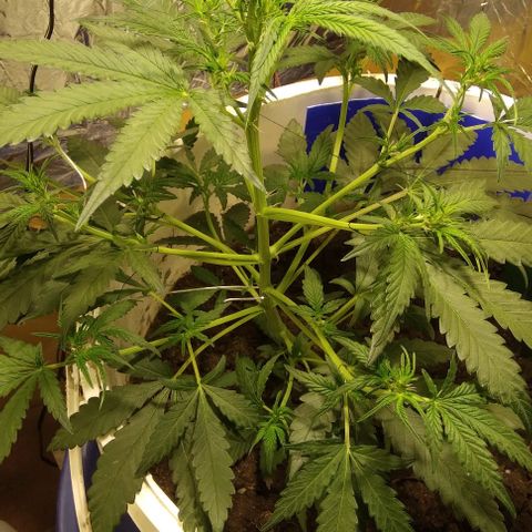 Critical Kush Auto Pachama seeds growlog timeline photo