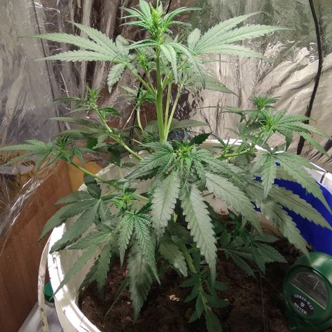 Critical Kush Auto Pachama seeds growlog timeline photo