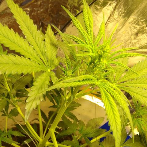 Critical Kush Auto Pachama seeds growlog timeline photo