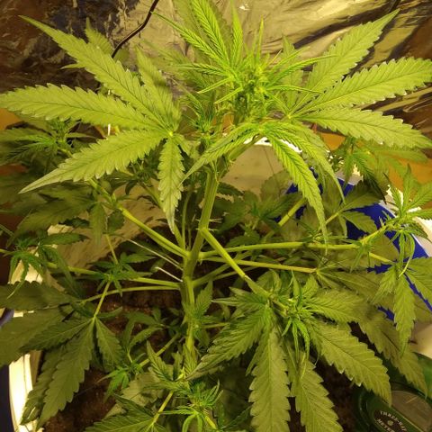 Critical Kush Auto Pachama seeds growlog timeline photo