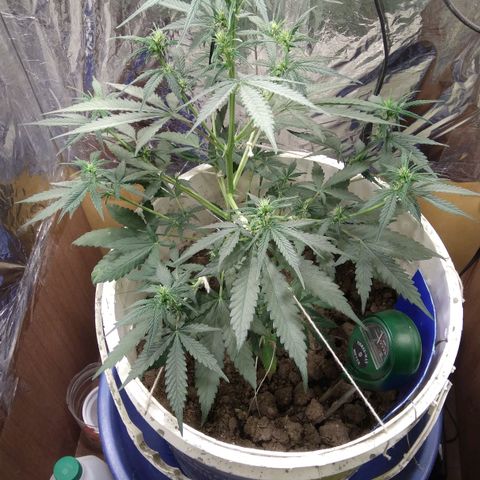 Critical Kush Auto Pachama seeds growlog timeline photo
