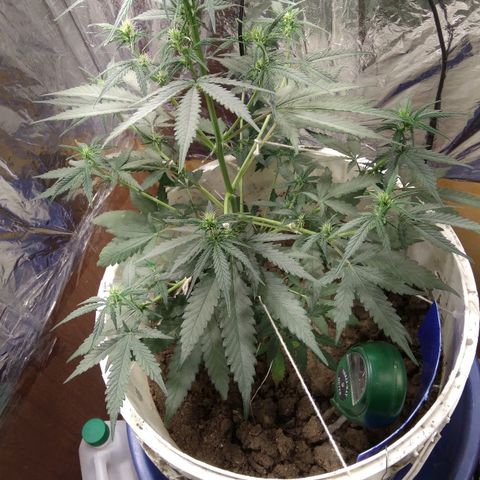 Critical Kush Auto Pachama seeds growlog timeline photo