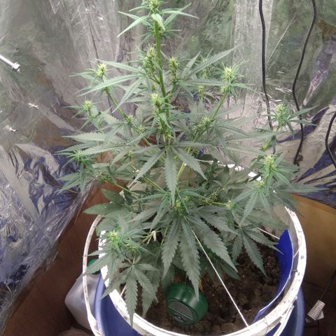 Critical Kush Auto Pachama seeds growlog timeline photo