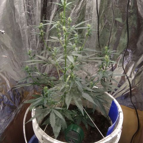 Critical Kush Auto Pachama seeds growlog timeline photo