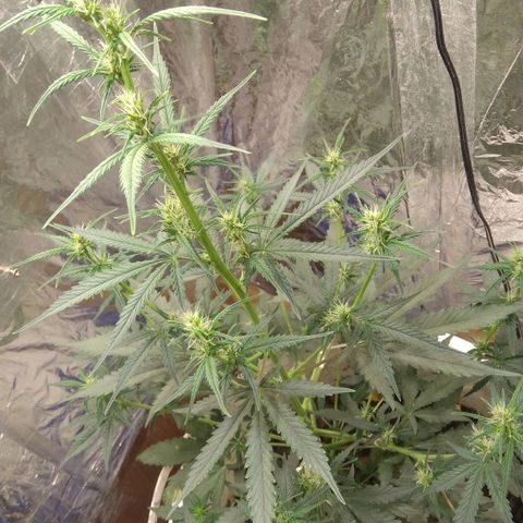 Critical Kush Auto Pachama seeds growlog timeline photo