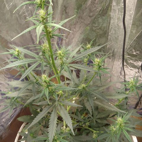 Critical Kush Auto Pachama seeds growlog timeline photo