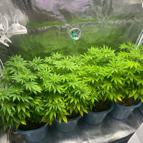 Bruce banner #3 #4 growlog timeline photo