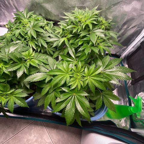Bruce banner #3 #4 growlog timeline photo