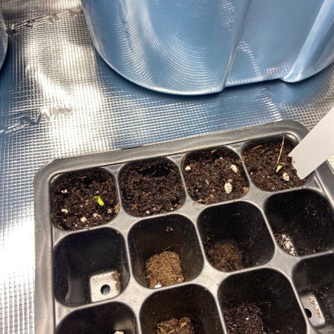 Bruce banner #3 #4 growlog timeline photo