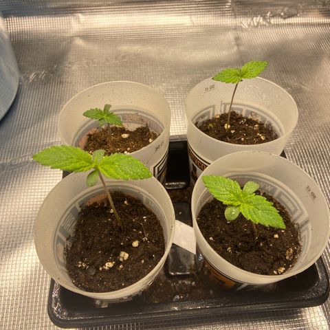 Bruce banner #3 #4 growlog timeline photo