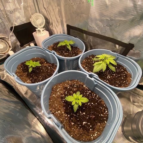 Bruce banner #3 #4 growlog timeline photo